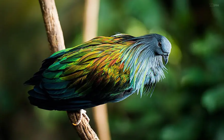 Entra y visita al pariente mas vivo del pajaro dodo Entra y visita al pariente mas vivo del pajaro dodo