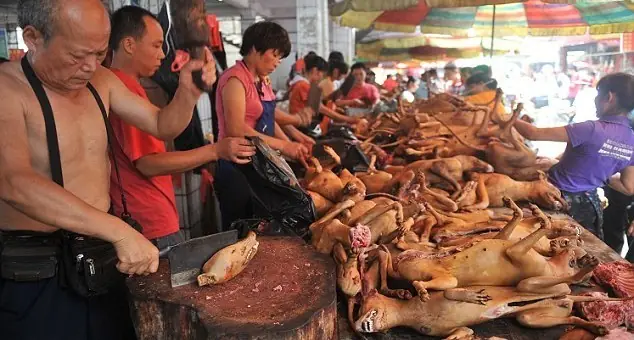 La cultura del consumo de carne de perro en china La cultura del consumo de carne de perro en china