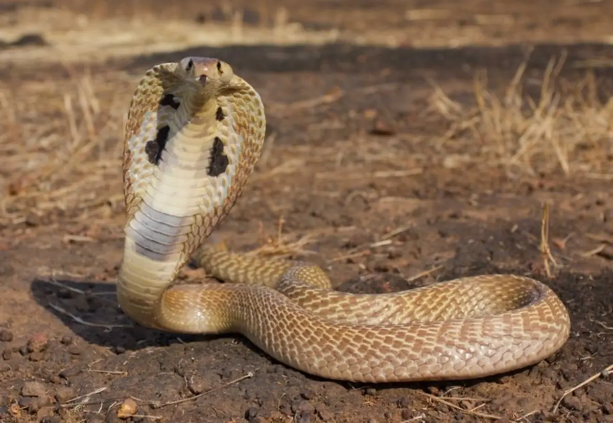 cobra real cobra real