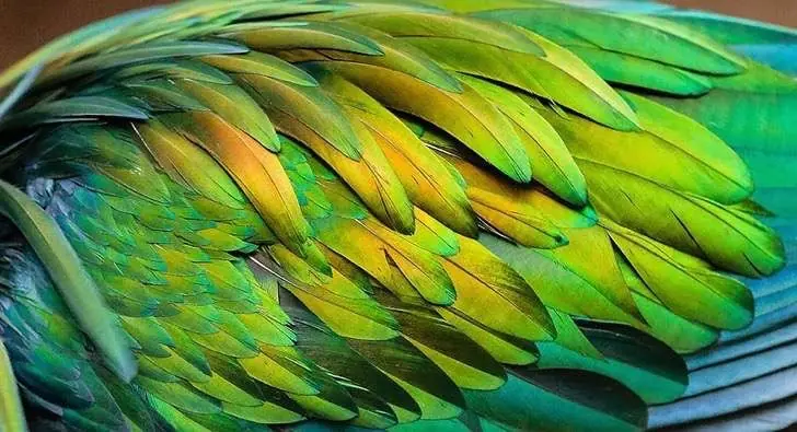 nuevas especies