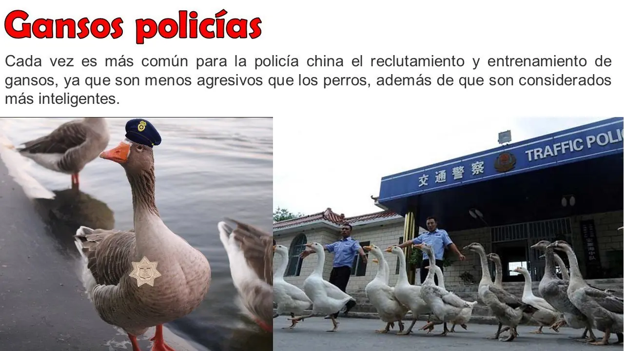 curiosos