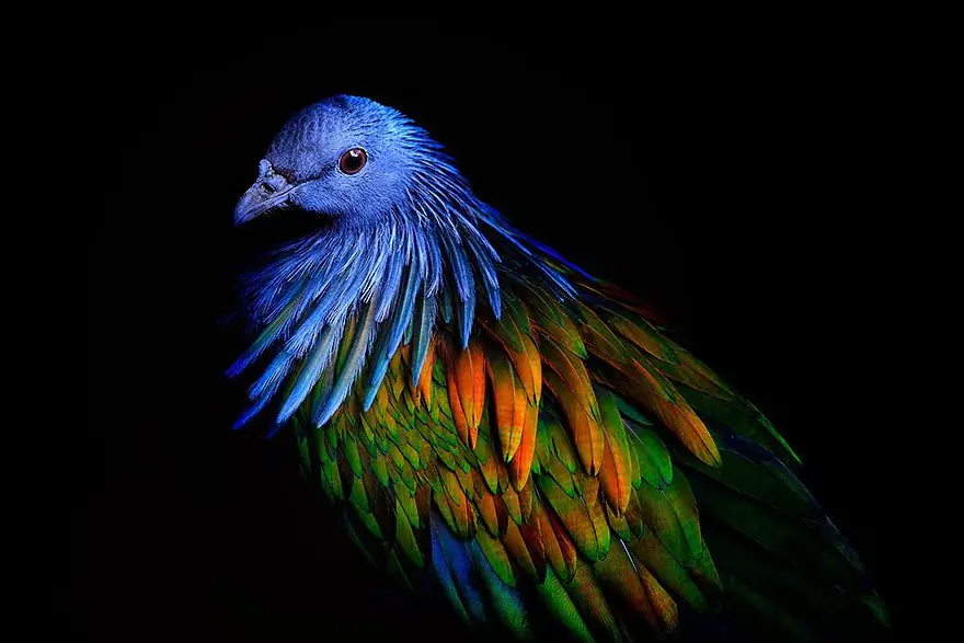 pajaro dodo pajaro dodo