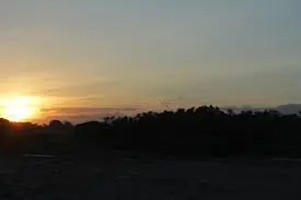 el arbol que aúlla