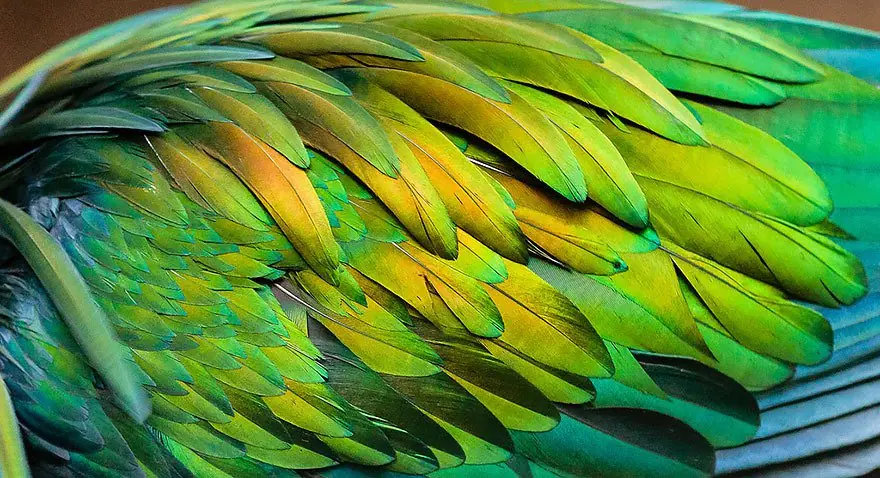 nuevas especies nuevas especies
