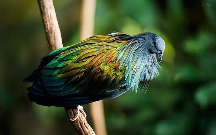 Entra y visita al pariente mas vivo del pajaro dodo