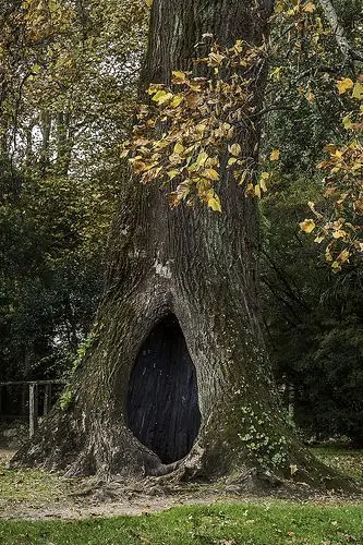 arbol