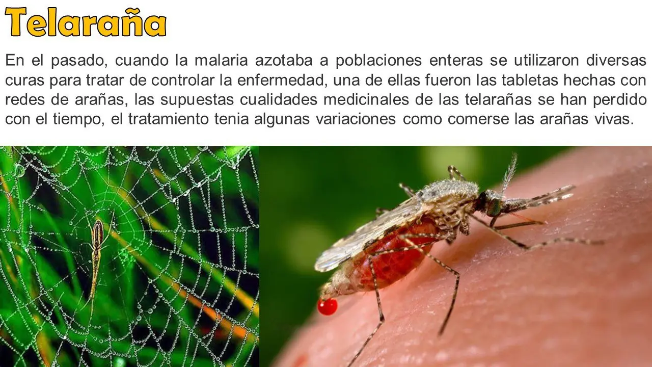 curioseadores