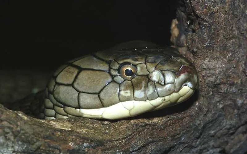 13 curiosidades sobre las cobras 13 curiosidades sobre las cobras