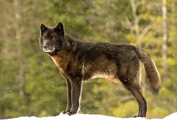 Su perro se topó con un lobo y comenzó una relación