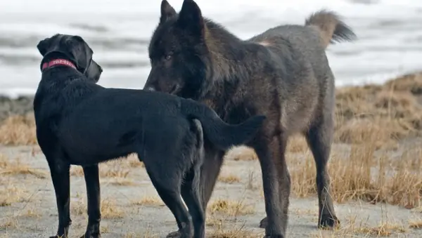 Lobo