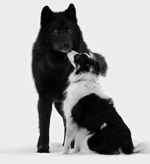 perro
