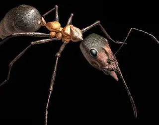 insectos