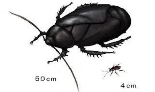 los insectos mas grandes de la h