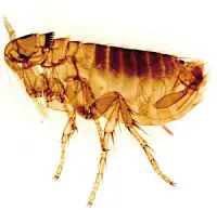 los insectos mas antiguos
