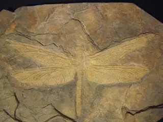 insectos gigantes que existian en la prehistoria
