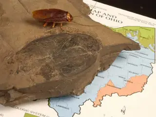 insectos gigantes que existian e