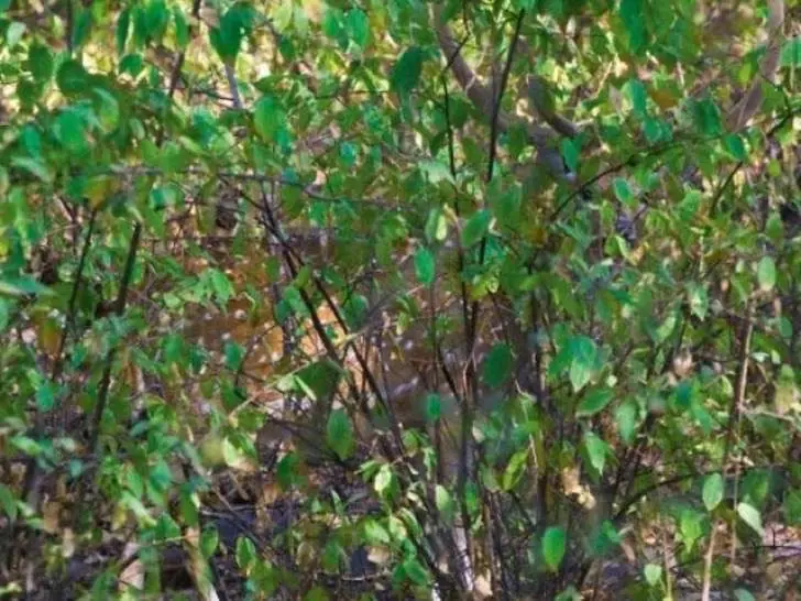 camuflaje