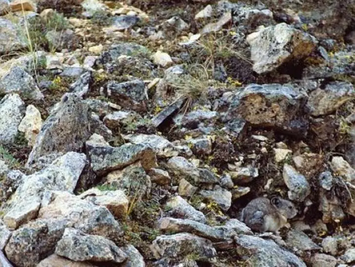 animales