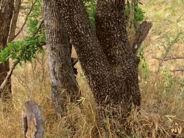 camuflaje