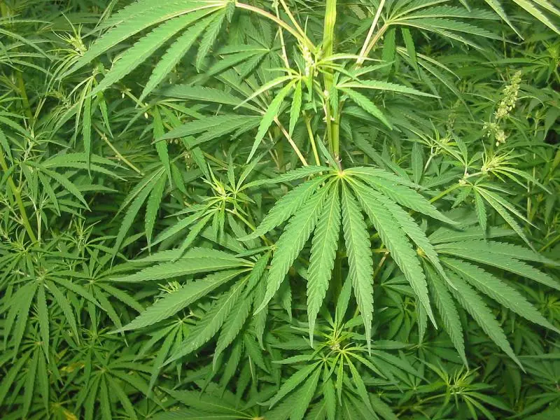 ENfermedades que cura la marihuana