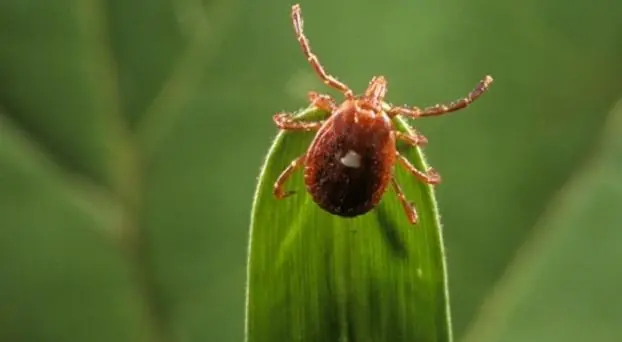 Vacuna contra el cáncer hecha de saliva de garrapata