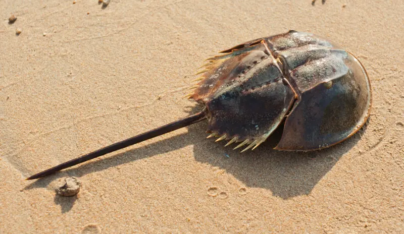 El cangrejo que sobrevivió a 5 extinciones esta muriendo