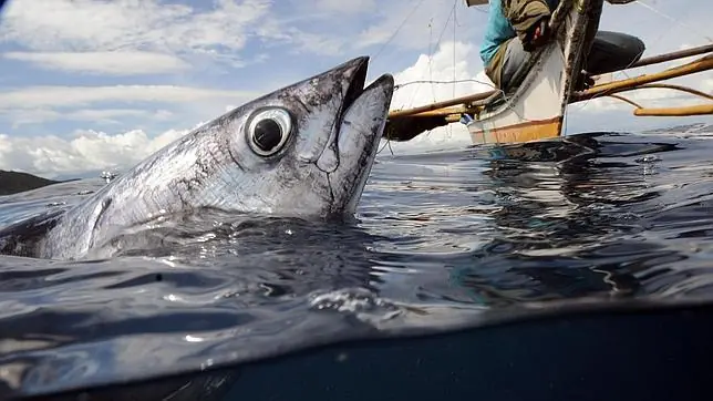 Los peces también sienten dolor