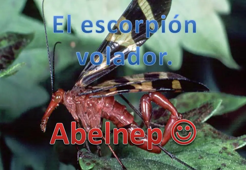 organismos extranos