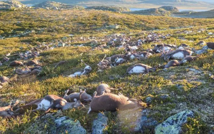 Un rayo impacta en Noruega y acaba con más de 300 Renos Un rayo impacta en Noruega y acaba con más de 300 Renos