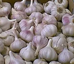 teconologicos teconologicos
