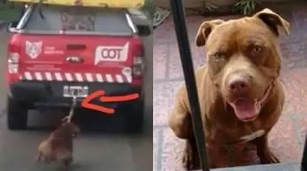 carro carro