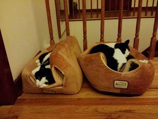 gatos