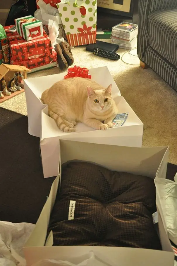 gatos