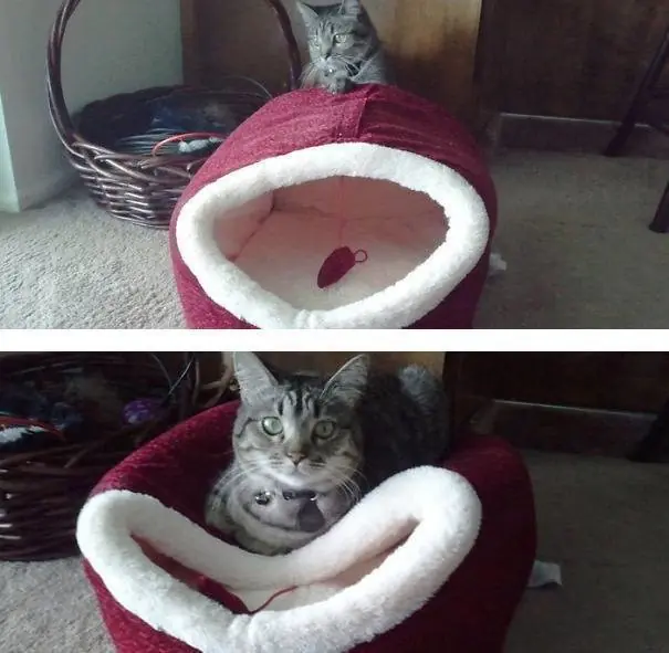 La lógica de los gatos. Pasa y reite campeón!
