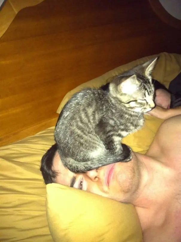La lógica de los gatos. Pasa y reite campeón!