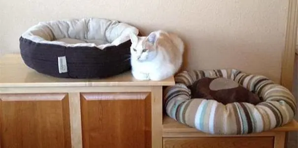 gatos