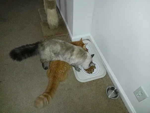 La lógica de los gatos. Pasa y reite campeón!