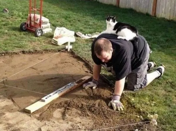 gatos