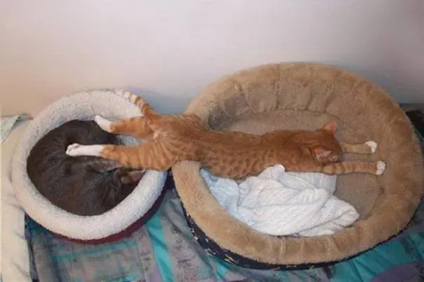 La lógica de los gatos. Pasa y reite campeón!