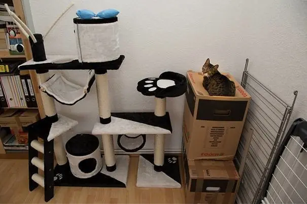 La lógica de los gatos. Pasa y reite campeón!