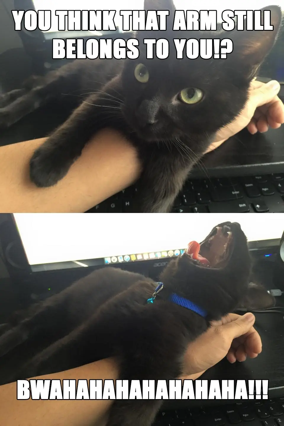 gatos