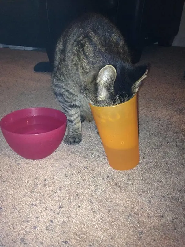 La lógica de los gatos. Pasa y reite campeón!