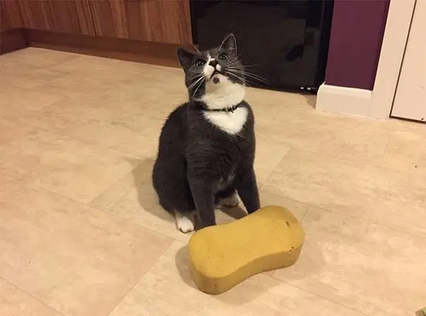 gatos