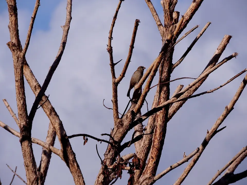 arboles