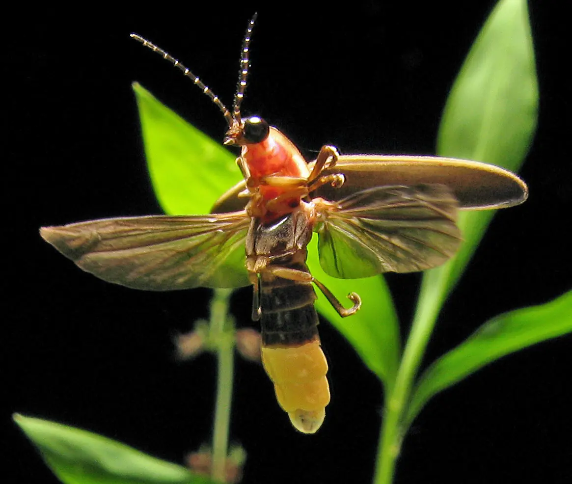 fireflies