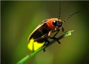 insectos
