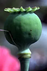 no