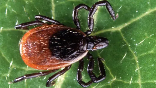 Garrapatas llevan la enfermedad de Lyme a más de la mitad de