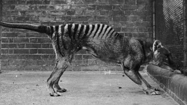 especie especie