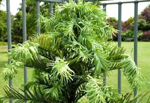 Las 8 Plantas Más Extrañas Del Mundo